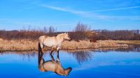 Konik horse in Spring