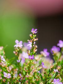 Bloem in het landschap