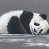 Panda sur Jitka Krause