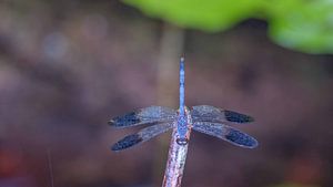 Demoiselle d'azur