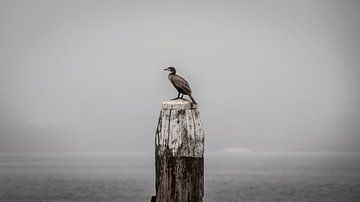 IJmuiden - Cormoran sur un poteau d'amarrage sur BSO Fotografie