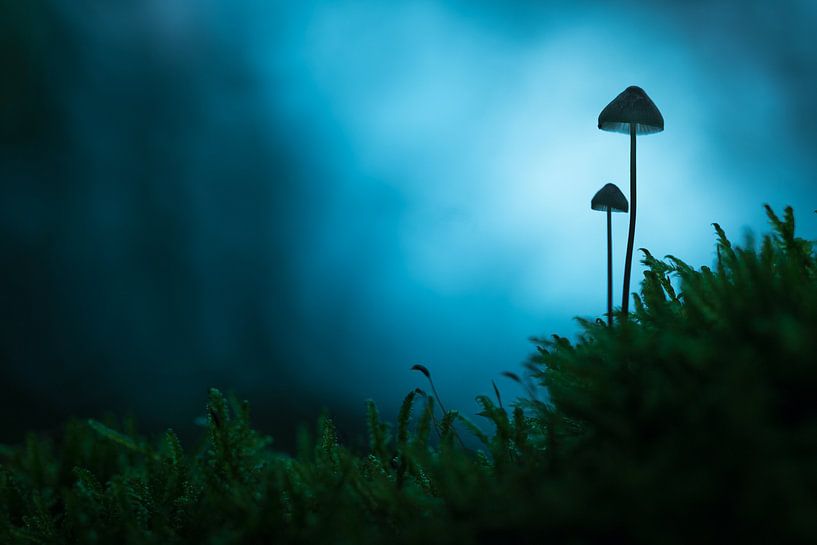 Champignons par Karel Ton