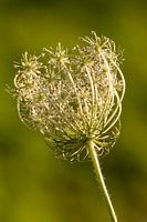 Button of the hogweed