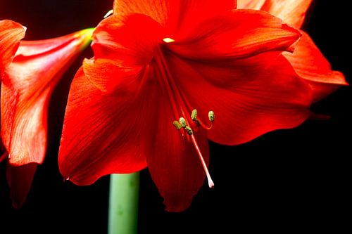 Amaryllis