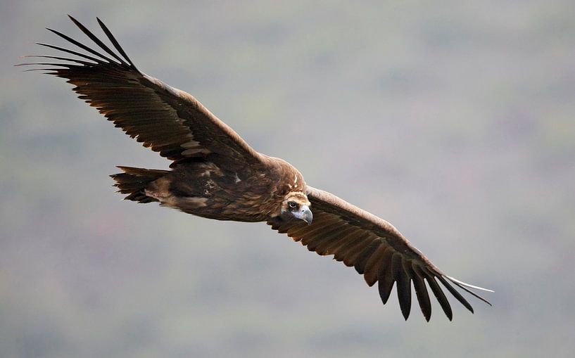 Vautour noir, Aegypius monachus par Beschermingswerk voor aan uw muur