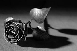 Metal rose Black White in natural light by JeVois NL Lesley Voois