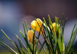 gelbe Krokusse von Tania Perneel