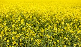 Koolzaadveld van Bo Valentino