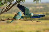 Grasmücken auf Barsch im Flug