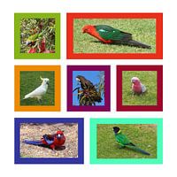 Collage van Australische papegaaien