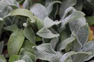 Stachys Byzantina von Janjaap Van Dijk Miniaturansicht