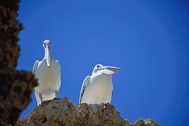 Pelikanen kijken op ons neer van Frank's Awesome Travels