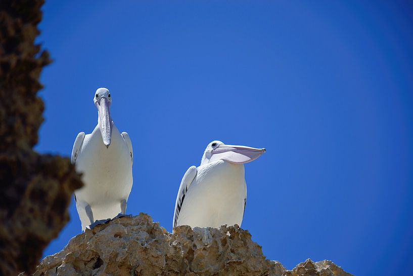 Pelicans looking down on us by Frank's Awesome Travels