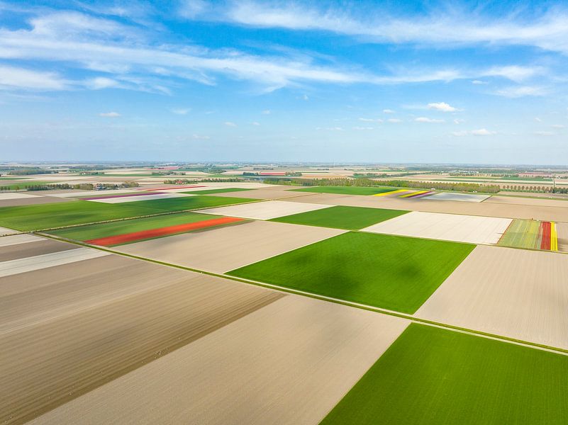 Tulpen in landbouwvelden in de lente gezien vanuit de lucht van Sjoerd van der Wal Fotografie