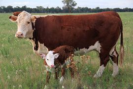 Day One: Newborn Calf With Its Mother in the Australian Pasture by Inspiration