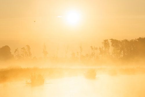 Zonnige zonsopkomst in de Biesbosch