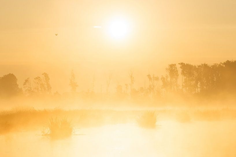 Sunny sunrise in the Biesbosch by Nature Laurie Fotografie