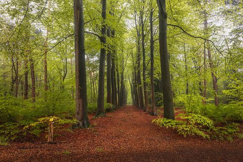 Bomenlaan De Moeren Lente