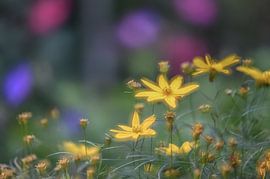 flowers part 12 by Tania Perneel