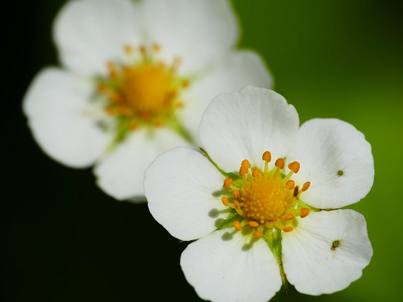 White blossoms by brava64 - Gabi Hampe