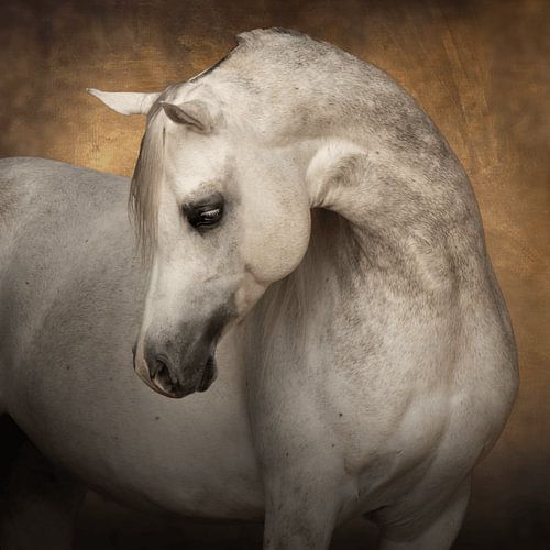 the beauty of the arabian