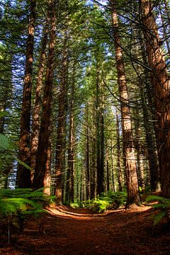Redwood forest, Nieuw Zeeland van Nynke Altenburg