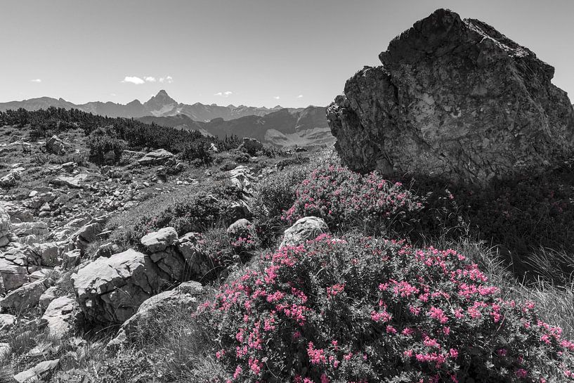 Alpenrosenflüstern – Farbe im Fels von Walter G. Allgöwer