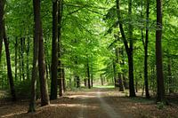 Une forêt printanière ensoleillée