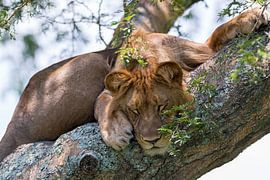 Baumkletternder Löwe von Robert Kienstra