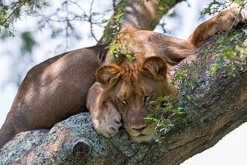 Baumkletternder Löwe
