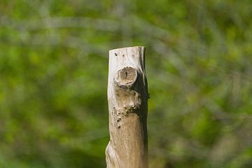 Uitnodiging tot rusten van Stobbe; stiltegrafie