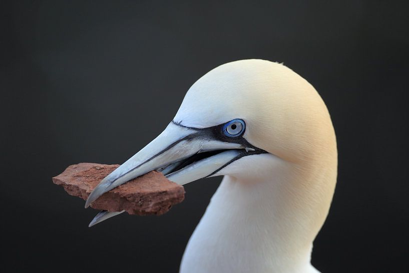 Jan-van-genten Helgoland Eiland Duitsland van Frank Fichtmüller