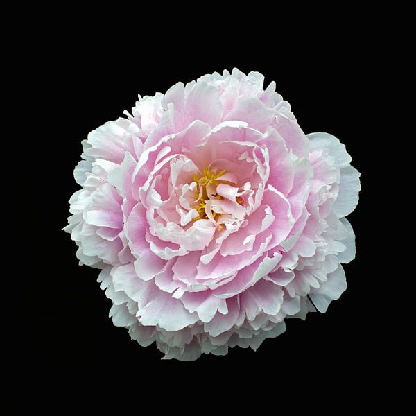 White peony with a hint of pink by Anneliese Grünwald-Märkl