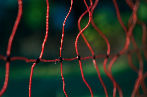 Weidehek in het ochtendlicht / Weidezaun im Morgenlicht