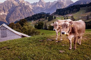 Alpenkühe in Tschengla von Rob Boon