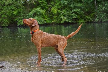 Wasserspiele am See mit einem braunen Magyar Vizsla Drahthaar.