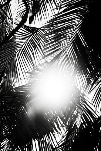 Zonnestralen door palmbladeren
