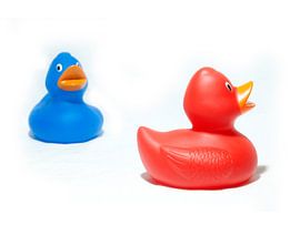 Zwei Entenküken schwimmen im Wasser!