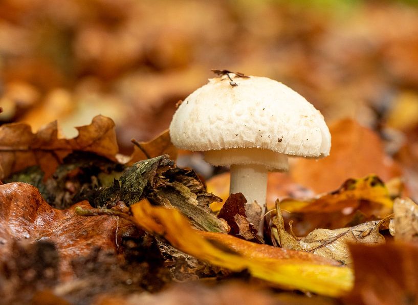 Automne par Rene Postma