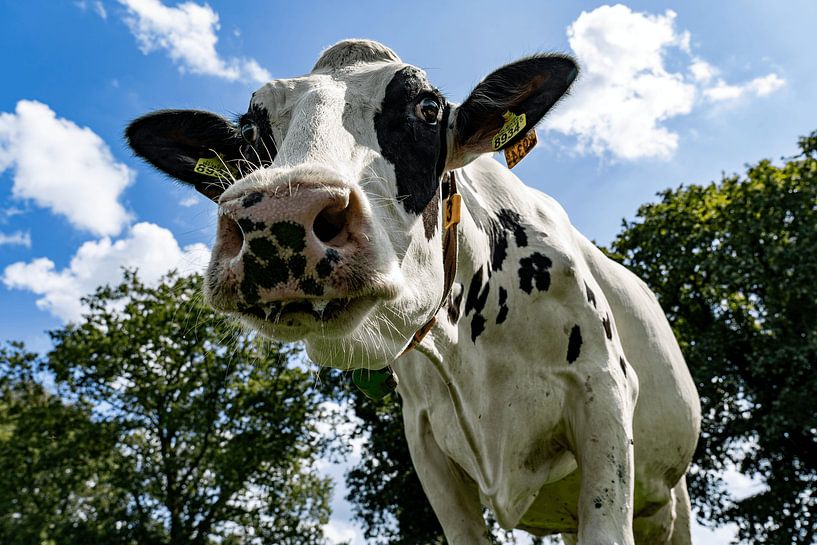 Dutch cows by Scandinavian Photography