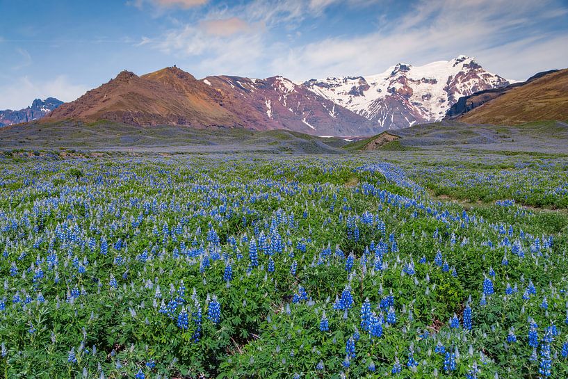 Lupineveld in IJsland van Sam Mannaerts
