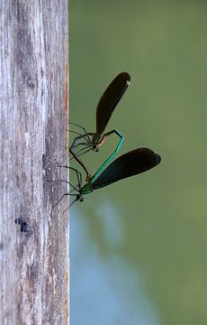 Twee libellen vormen een Hart. van Floyd Angenent
