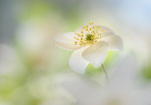 Blanc vierge sur Christl Deckx