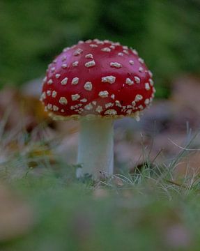 paddenstoel in het bos van Wesley Klijnstra