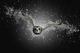 L'arrivée sur Catherine Fortin