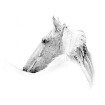 Paard Essentie van Elegantie in monochroom