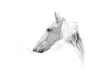 Fine Art wit Paard met witte achtergrond van Femke Ketelaar
