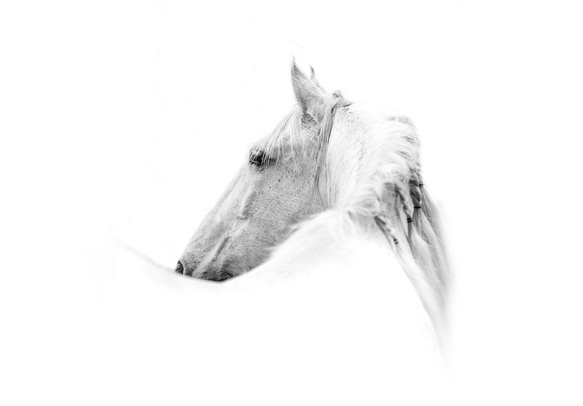 Essence of Elegance - Ein Pferd in Schwarzweiß von Femke Ketelaar