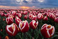 Tulpenveld bij zonsondergang