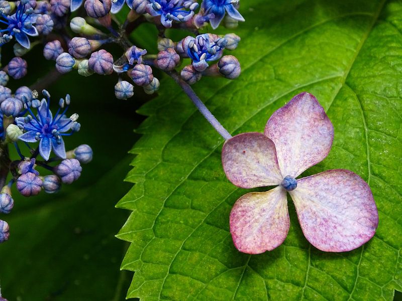 Paarse Hortensia by Liv ter Riet